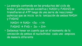 • La energía contenida en los productos del ciclo de
krebs y carboxilación oxidativa ( NADH y FADH2) se
transfieren al ATP luego de una serie de reacciones
químicas que se inicia en la ionización de ambos NADH
y FADH2
NADH  NAD+ +2e- + H+
FADH2  FAD + 2e- + 2H+
• Debemos tener en cuenta que en el momento de la
ionización de ambos di nucleótidos cada uno empieza
de manera diferente
 
