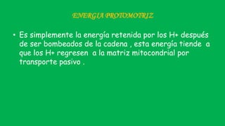 ENERGIA PROTOMOTRIZ
• Es simplemente la energía retenida por los H+ después
de ser bombeados de la cadena , esta energía tiende a
que los H+ regresen a la matriz mitocondrial por
transporte pasivo .
 