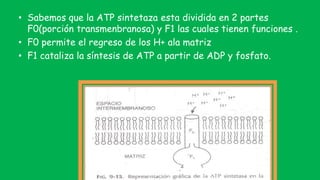 • Sabemos que la ATP sintetaza esta dividida en 2 partes
F0(porción transmenbranosa) y F1 las cuales tienen funciones .
• F0 permite el regreso de los H+ ala matriz
• F1 cataliza la síntesis de ATP a partir de ADP y fosfato.
 