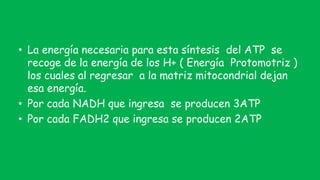 • La energía necesaria para esta síntesis del ATP se
recoge de la energía de los H+ ( Energía Protomotriz )
los cuales al regresar a la matriz mitocondrial dejan
esa energía.
• Por cada NADH que ingresa se producen 3ATP
• Por cada FADH2 que ingresa se producen 2ATP
 
