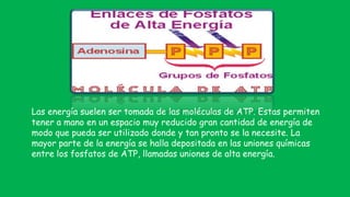 Las energía suelen ser tomada de las moléculas de ATP. Estas permiten
tener a mano en un espacio muy reducido gran cantidad de energía de
modo que pueda ser utilizado donde y tan pronto se la necesite. La
mayor parte de la energía se halla depositada en las uniones químicas
entre los fosfatos de ATP, llamadas uniones de alta energía.
 