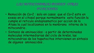LAS MITOCONDRIAS POSEEN OTRAS
FUNCIONES
• Remoción de Ca+2 : solo en casos que el Ca+2 este en
exeso en el citosol porque normalmente esta función la
cumple el reticulo endoplasmatico por accion de la
Atasa la cual localizamos en la menbrana interna de la
mitocondria .
• Sintesis de aminoacidos : a partir de determinadas
moleculas intermediarias del ciclo de krebs, las
mitocondrias de los hapatocitos intervienen en sintesis
de algunos aminoacidos .
 