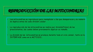 • Las mitocondrias se reproducen para reemplazar a las que desaparecen y su numero
se duplica antes de cada división celular.
• La reproducción de las mitocondrias se realiza por división(fision) de las
preexistentes, las cuales deben previamente duplicar su tamaño.
• La división de las mitocondrias se produce durante todo el ciclo celular, tanto en la
INTERFASE como en la MITOSIS…
 