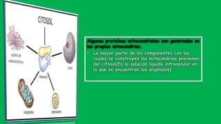 Algunas proteínas mitocondriales son generadas en
las propias mitocondrias.
• La mayor parte de los componentes con las
cuales se construyen las mitocondrias provienen
del citosol(Es la solución líquida intracelular en
la que se encuentran los orgánulos)
 