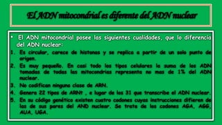 ElADN mitocondriales diferentedel ADNnuclear
• El ADN mitocondrial posee las siguientes cualidades, que lo diferencia
del ADN nuclear:
1. Es circular, carece de histonas y se replica a partir de un solo punto de
origen.
2. Es muy pequeño. En casi todo los tipos celulares la suma de los ADN
tomadas de todas las mitocondrias representa no mas de 1% del ADN
nuclear.
3. No codifican ninguna clase de ARN.
4. Genera 22 tipos de ARNt , e lugar de los 31 que transcribe el ADN nuclear.
5. En su código genético existen cuatro codones cuyas instrucciones difieren de
las de sus pares del AND nuclear. Se trata de los codones AGA, AGG,
AUA, UGA.
 