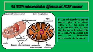 6. Las mitocondrias poseen
varias copias de un mismo
ADN, y no dos como el
ADN nuclear.Pero lo mas
singular no es la diferencia
en el numero de copias sino
que son heredadas
enteramente de la madre.
ElADN mitocondriales diferentedel ADNnuclear
 
