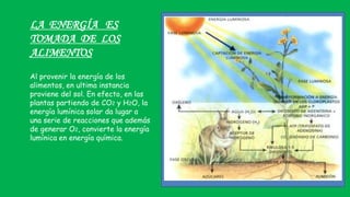 LA ENERGÍA ES
TOMADA DE LOS
ALIMENTOS
Al provenir la energía de los
alimentos, en ultima instancia
proviene del sol. En efecto, en las
plantas partiendo de CO2 y H2O, la
energía lumínica solar da lugar a
una serie de reacciones que además
de generar O2, convierte la energía
lumínica en energía química.
 