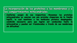 La incorporación de las proteínas a las membranas y a
los compartimientos mitocondriales.
• Conforme surgen de sus respectivos ribosomas las proteínas
mitocondriales se asocian con una proteína chaperona de la familia
hsp70, la cual mantiene a las moléculas proteica desplegadas,
condición necesaria para que logren ser conducidas hasta la
mitocondrias y puedan ser translocadas a través de sus membranas
sin dificultad.
 