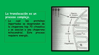 La translocación es un
proceso complejo.
• La cual las proteínas
importadas se desprenden de
la chaperona hsp 70 citosolica
y se asocian a una chaperona
mitocondrial. Este proceso
requiere energía.
 