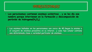 PEROXISOMAS
• Los peroxisomas contienen enzimas oxidativas , y se les dio ese
nombre porque intervienen en la formación y descomposición de
peróxido de hidrogeno(H2O2).
• Las enzimas halladas en los peroxisomas son cerca de 40.Segun la enzima o
el conjunto de enzimas presentes en su interior, y cada tipo celular contiene
una determinada clase o variedad particular de enzimas.
 