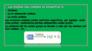 • Las enzimas mas comunes se encuentran la:
• Catalasa
• La D-aminoacido oxidasa
• La urato oxidasa
Las restantes enzimas oxidan sustratos especificos, por ejemplo, acido
urico,uratos, oxalacelatos,purinas,aminoacidos,acidos grasos.
La oxidacion del los acidos grasos es llevada a cabo por las enzimas acil
CoA oxidasa, etc.
 