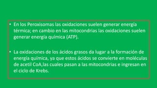 • En los Peroxisomas las oxidaciones suelen generar energía
térmica; en cambio en las mitocondrias las oxidaciones suelen
generar energía química (ATP).
• La oxidaciones de los ácidos grasos da lugar a la formación de
energía química, ya que estos ácidos se convierte en moléculas
de acetil CoA,las cuales pasan a las mitocondrias e ingresan en
el ciclo de Krebs.
 