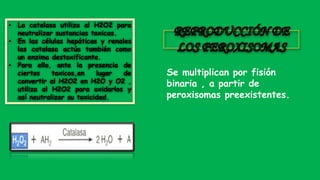 • La catalasa utiliza al H2O2 para
neutralizar sustancias toxicas.
• En las células hepáticas y renales
las catalasa actúa también como
un enzima destoxificante.
• Para ello, ante la presencia de
ciertos toxicos,en lugar de
convertir al H2O2 en H2O y O2 ,
utiliza al H2O2 para oxidarlos y
así neutralizar su toxicidad.
Se multiplican por fisión
binaria , a partir de
peroxisomas preexistentes.
 