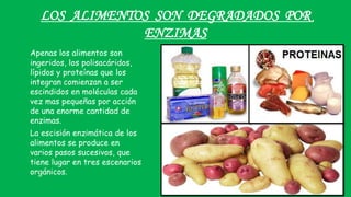 LOS ALIMENTOS SON DEGRADADOS POR
ENZIMAS
Apenas los alimentos son
ingeridos, los polisacáridos,
lípidos y proteínas que los
integran comienzan a ser
escindidos en moléculas cada
vez mas pequeñas por acción
de una enorme cantidad de
enzimas.
La escisión enzimática de los
alimentos se produce en
varios pasos sucesivos, que
tiene lugar en tres escenarios
orgánicos.
 