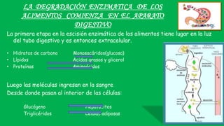 LA DEGRADACIÓN ENZIMATICA DE LOS
ALIMENTOS COMIENZA EN EL APARATO
DIGESTIVO
La primera etapa en la escisión enzimática de los alimentos tiene lugar en la luz
del tubo digestivo y es entonces extracelular.
• Hidratos de carbono Monosacáridos(glucosa)
• Lípidos Ácidos grasos y glicerol
• Proteínas Aminoácidos
Luego las moléculas ingresan en la sangre
Desde donde pasan al interior de las células:
Glucógeno Hepatocitos
Triglicéridos Células adiposas
 