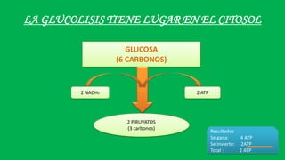 LA GLUCOLISIS TIENE LUGAR EN EL CITOSOL
GLUCOSA
(6 CARBONOS)
2 PIRUVATOS
(3 carbonos)
2 ATP
Resultados
Se gana: 4 ATP
Se invierte: 2ATP
Total : 2 ATP
2 NADH2
 