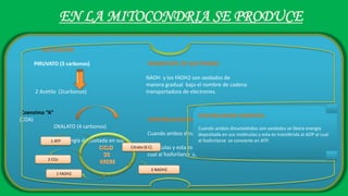 EN LA MITOCONDRIA SE PRODUCE
ACETILACIÓN
PIRUVATO (3 carbonos) TRANSPORTE DE ELECTRONES
NADH y los FADH2 son oxidados de
manera gradual bajo el nombre de cadena
2 Acetilo (2carbonos) transportadora de electrones.
Coenzima “A”
(COA) FOSFORILACION OXIDATIVA
OXALATO (4 carbonos)
Cuando ambos dinucleótidos son oxidados
se libera energía depositada en sus
moléculas y esta es transferida al ADP al
cual al fosforilarse se convierte en ATP.
Citrato (6 C)
3 NADH2
1 FADH2
2 CO2
1 ATP
FOSFORILACION OXIDATIVA
Cuando ambos dinucleótidos son oxidados se libera energía
depositada en sus moléculas y esta es transferida al ADP al cual
al fosforilarse se convierte en ATP.
 