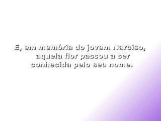 E, em memória do jovem Narciso, aquela flor passou a ser conhecida pelo seu nome.   