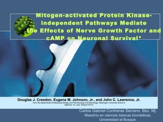 Mitogen-activated Protein Kinase-independent Pathways Mediate the Effects of Nerve Growth Factor and cAMP on Neuronal Survival* Douglas J. Creedon, Eugene M. Johnson, Jr., and John C. Lawrence, Jr. From the Departments of  ‡ Molecular Biology and Pharmacology and  § Neurology, Washington University School of Medicine, St. Louis, Missouri 63110 Carlos Gabriel Contreras Serrano. Bsc. Mj. Maestría en ciencias básicas biomédicas. Universidad el Bosque. 
