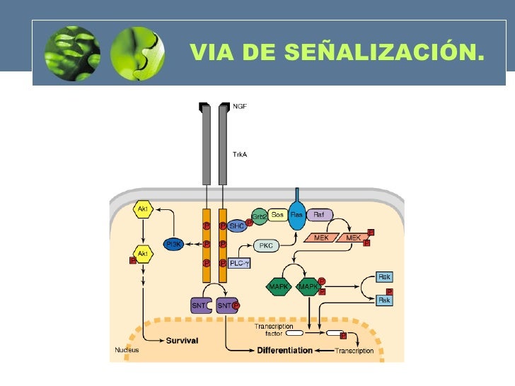 Mitogen activated protein cinasa