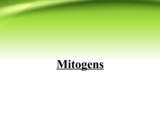 Mitogens plant cellular signaling .pptx
