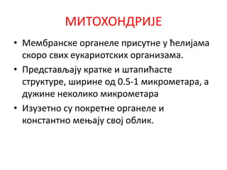 МИТОХОНДРИЈЕ
• Мембранске органеле присутне у ћелијама
скоро свих еукариотских организама.
• Представљају кратке и штапићасте
структуре, ширине од 0.5-1 микрометара, а
дужине неколико микрометара
• Изузетно су покретне органеле и
константно мењају свој облик.
 