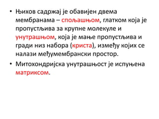 • Њихов садржај је обавијен двема
мембранама – спољашњом, глатком која је
пропустљива за крупне молекуле и
унутрашњом, која је мање пропустљива и
гради низ набора (криста), између којих се
налази међумембрански простор.
• Митохондријска унутрашњост је испуњена
матриксом.
 