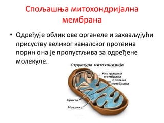 Спољашња митохондријална
мембрана
• Одређује облик ове органеле и захваљујући
присуству великог каналског протеина
порин она је пропустљива за одређене
молекуле.
 
