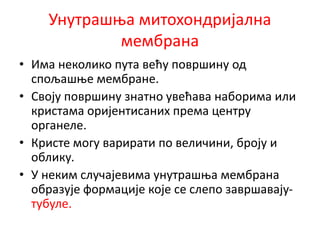 Унутрашња митохондријална
мембрана
• Има неколико пута већу површину од
спољашње мембране.
• Своју површину знатно увећава наборима или
кристама оријентисаних према центру
органеле.
• Кристе могу варирати по величини, броју и
облику.
• У неким случајевима унутрашња мембрана
образује формације које се слепо завршавају-
тубуле.
 