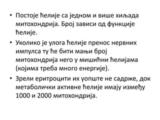 • Постоје ћелије са једном и више хиљада
митохондрија. Број зависи од функције
ћелије.
• Уколико је улога ћелије пренос нервних
импулса ту ће бити мањи број
митохондрија него у мишићни ћелијама
(којима треба много енергије).
• Зрели еритроцити их уопште не садрже, док
метаболички активне ћелије имају између
1000 и 2000 митохондрија.
 