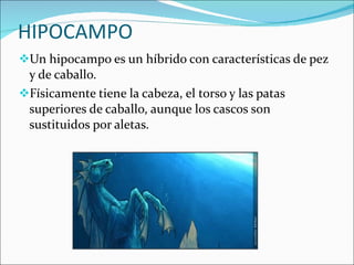 HIPOCAMPO Un hipocampo es un híbrido con características de pez y de caballo. Físicamente tiene la cabeza, el torso y las patas superiores de caballo, aunque los cascos son sustituidos por aletas. 
