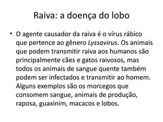 Raiva: a doença do lobo
• O agente causador da raiva é o vírus rábico
que pertence ao gênero Lyssavirus. Os animais
que podem transmitir raiva aos humanos são
principalmente cães e gatos raivosos, mas
todos os animais de sangue quente também
podem ser infectados e transmitir ao homem.
Alguns exemplos são os morcegos que
consomem sangue, animais de produção,
raposa, guaxinim, macacos e lobos.
 