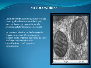 MITOCONDRIAS
Las mitocondrias son orgánulos celulare
s encargados de suministrar la mayor
parte de la energía necesaria para la
actividad celular (respiración celular).
las mitocondrias fue un hecho colectivo.
El gran número de términos que se
refieren a este orgánulo es prueba de ello:
Blefaroplasto, condrioconto,
condriómitos, condrioplastos,
condriosomas
 