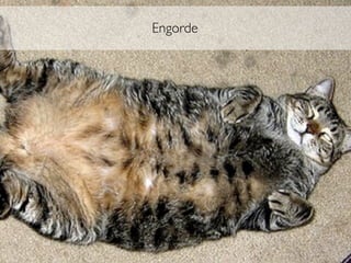 Engorde
 