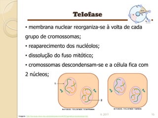 • membrana nuclear reorganiza-se à volta de cada
       grupo de cromossomas;
       • reaparecimento dos nucléolos;
       • dissolução do fuso mitótico;
       • cromossomas descondensam-se e a célula fica com
       2 núcleos;




                                                                                       IL 2011   10
Imagens: http://recursos.cnice.mec.es/biosfera/alumno/4ESO/genetica1/contenidos5.htm
 