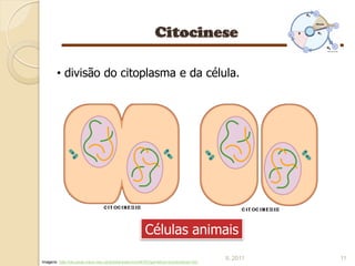 • divisão do citoplasma e da célula.




                                                       Células animais
                                                                                       IL 2011   11
Imagens: http://recursos.cnice.mec.es/biosfera/alumno/4ESO/genetica1/contenidos5.htm
 
