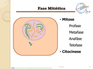 • Mitose
                                                                                                 Profase
                                                                                                 Metafase
                                                                                                 Anafáse
                                                                                                 Telofase
                                                                                        • Citocinese



                                                                                       IL 2011              13
Imagens: http://recursos.cnice.mec.es/biosfera/alumno/4ESO/genetica1/contenidos5.htm
 