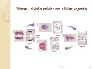 Mitose - divisão celular em células vegetais




                          IL 2011              15
 