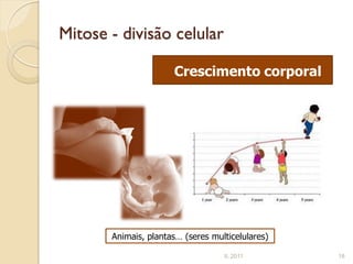 Mitose - divisão celular

                      Crescimento corporal




       Animais, plantas… (seres multicelulares)

                                   IL 2011        18
 