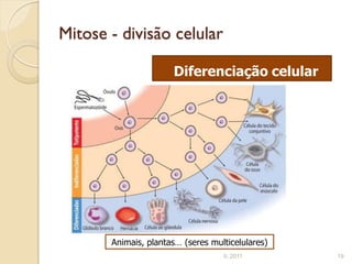 Mitose - divisão celular

                      Diferenciação celular




       Animais, plantas… (seres multicelulares)
                                   IL 2011        19
 