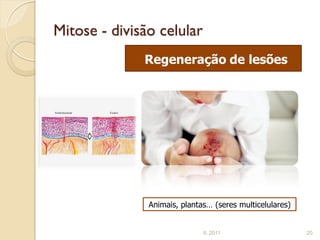 Mitose - divisão celular
              Regeneração de lesões




               Animais, plantas… (seres multicelulares)


                              IL 2011                     20
 