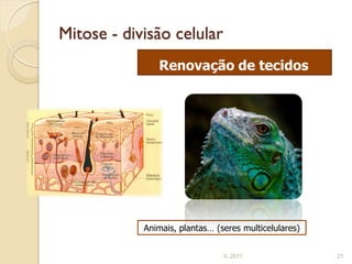 Mitose - divisão celular
               Renovação de tecidos




            Animais, plantas… (seres multicelulares)


                                IL 2011                21
 