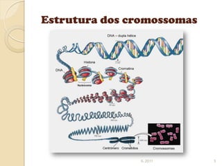 Estrutura dos cromossomas




               IL 2011      3
 