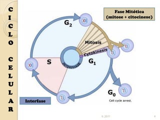 C                     Fase Mitótica
I                  (mitose + citocinese)

C
L
O

C
E
L
U
L
A   Interfase

R
                IL 2011                    4
 