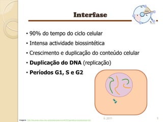 • 90% do tempo do ciclo celular
       • Intensa actividade biossintética
       • Crescimento e duplicação do conteúdo celular
       • Duplicação do DNA (replicação)
       • Períodos G1, S e G2




                                                                                       IL 2011   5
Imagens: http://recursos.cnice.mec.es/biosfera/alumno/4ESO/genetica1/contenidos5.htm
 