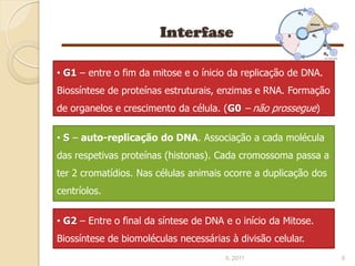 • G1 – entre o fim da mitose e o ínicio da replicação de DNA.
Biossíntese de proteínas estruturais, enzimas e RNA. Formação
de organelos e crescimento da célula. (G0 – não prossegue)

• S – auto-replicação do DNA. Associação a cada molécula
das respetivas proteínas (histonas). Cada cromossoma passa a
ter 2 cromatídios. Nas células animais ocorre a duplicação dos
centríolos.


• G2 – Entre o final da síntese de DNA e o início da Mitose.
Biossíntese de biomoléculas necessárias à divisão celular.
                                       IL 2011                   6
 