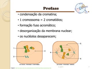• condensação da cromatina;
              • 1 cromossoma = 2 cromatídios;
              • formação fuso acromático;
              • desorganização da membrana nuclear;
              • os nucléolos desaparecem;




                                                                                       IL 2011   7
Imagens: http://recursos.cnice.mec.es/biosfera/alumno/4ESO/genetica1/contenidos5.htm
 
