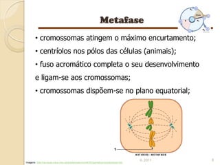 • cromossomas atingem o máximo encurtamento;
       • centríolos nos pólos das células (animais);
       • fuso acromático completa o seu desenvolvimento
       e ligam-se aos cromossomas;
       • cromossomas dispõem-se no plano equatorial;




                                                                                       IL 2011   8
Imagens: http://recursos.cnice.mec.es/biosfera/alumno/4ESO/genetica1/contenidos5.htm
 