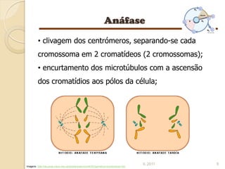 • clivagem dos centrómeros, separando-se cada
         cromossoma em 2 cromatídeos (2 cromossomas);
         • encurtamento dos microtúbulos com a ascensão
         dos cromatídios aos pólos da célula;




                                                                                       IL 2011   9
Imagens: http://recursos.cnice.mec.es/biosfera/alumno/4ESO/genetica1/contenidos5.htm
 