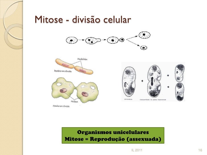 Em Organismo Unicelulares Divisão Por Mitose Significa
